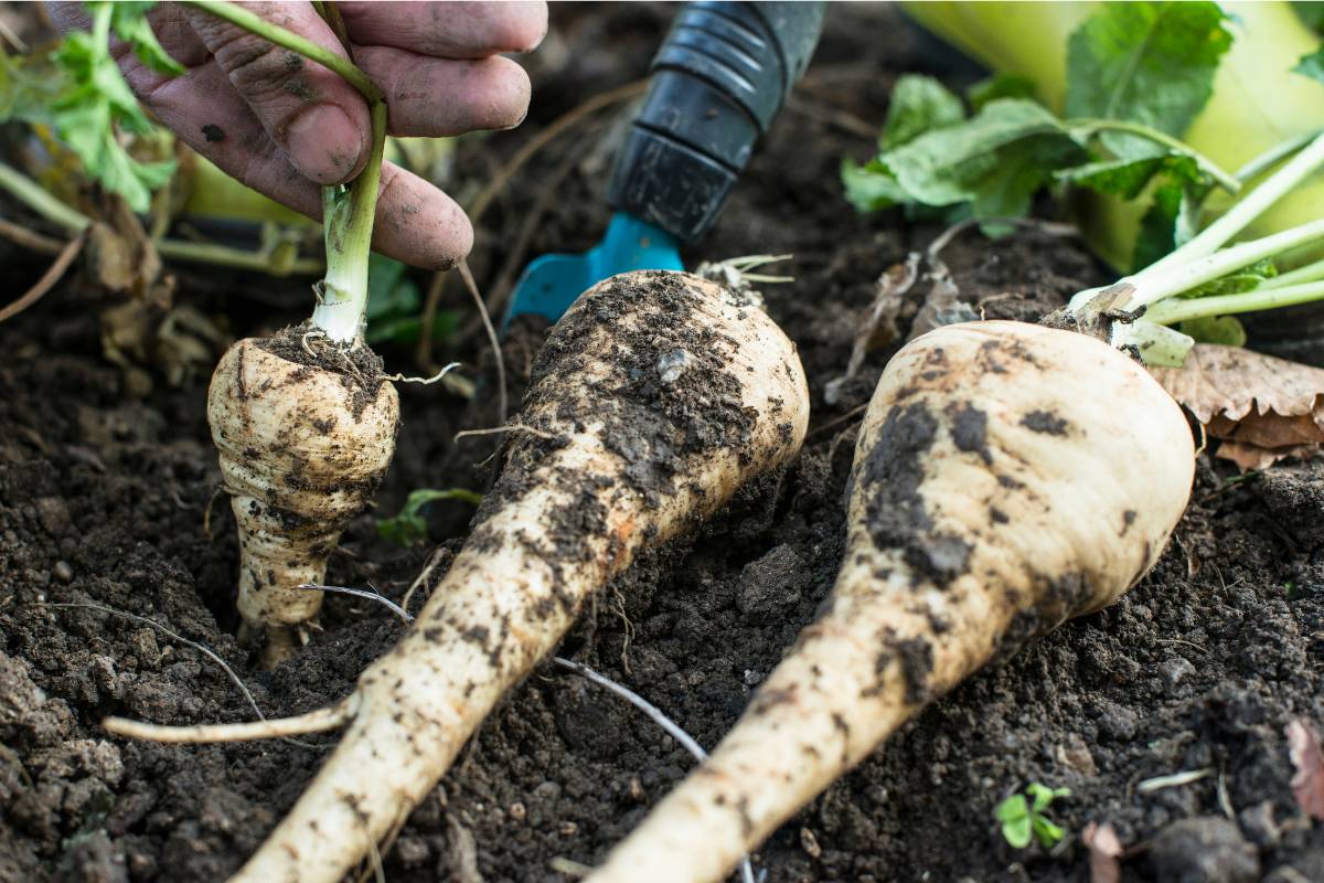 A photo of a gardener pulling parsnip roots from the soil