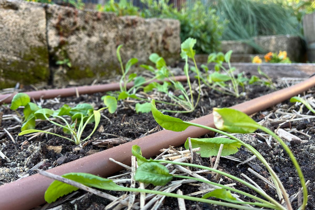 Fresh planted seedings wilting