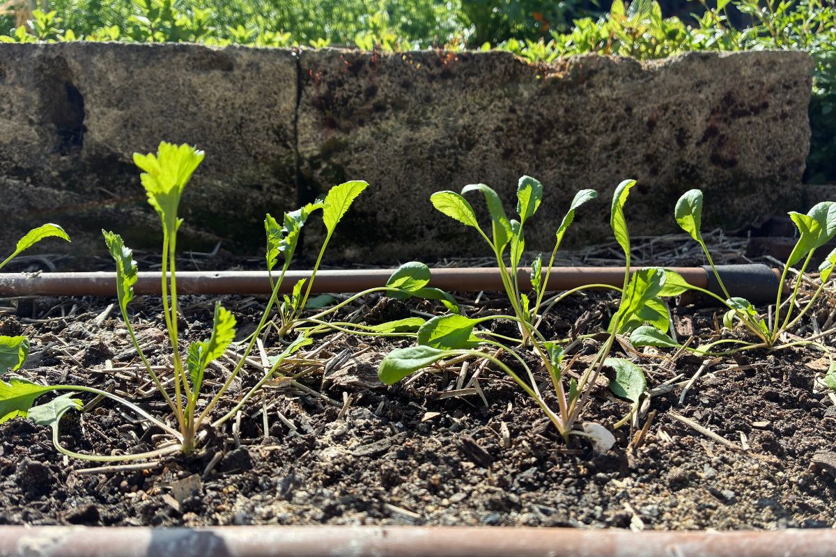 Seedlings recovered
