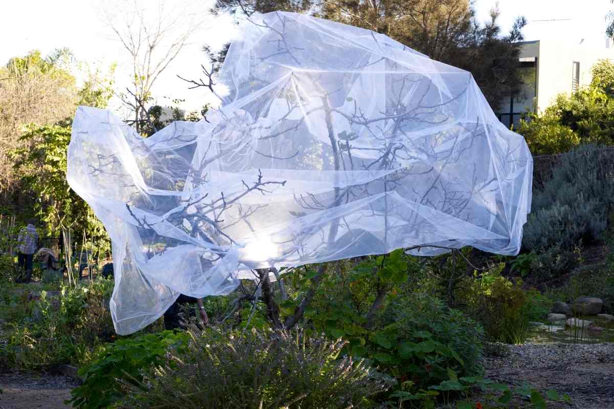 Tree with fruit fly netting