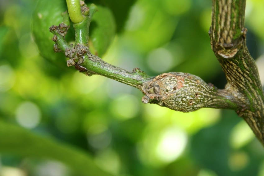 Gall on citrus tree