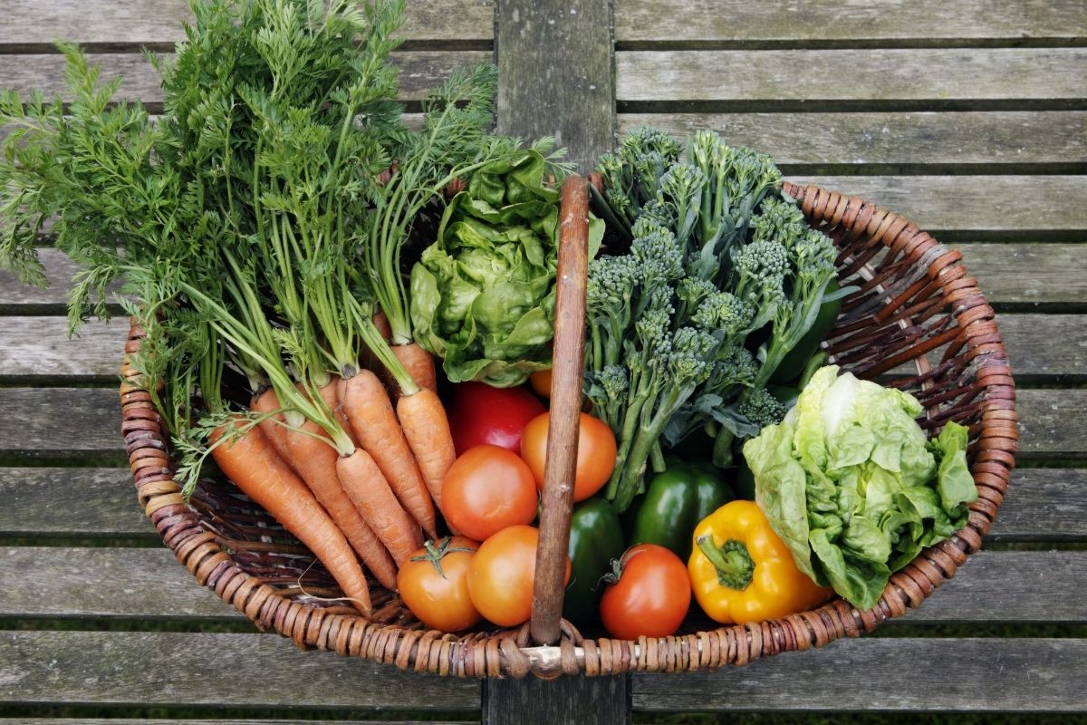 A basket containing vegetables harvested from the garden