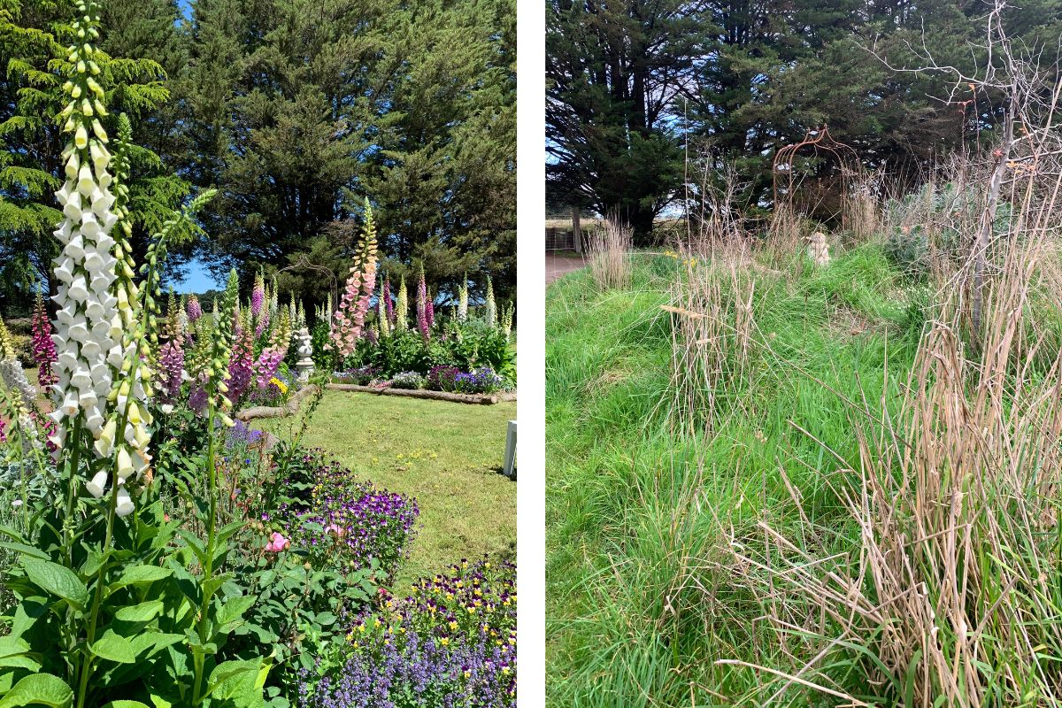 Garden before and after foxgloves weeds