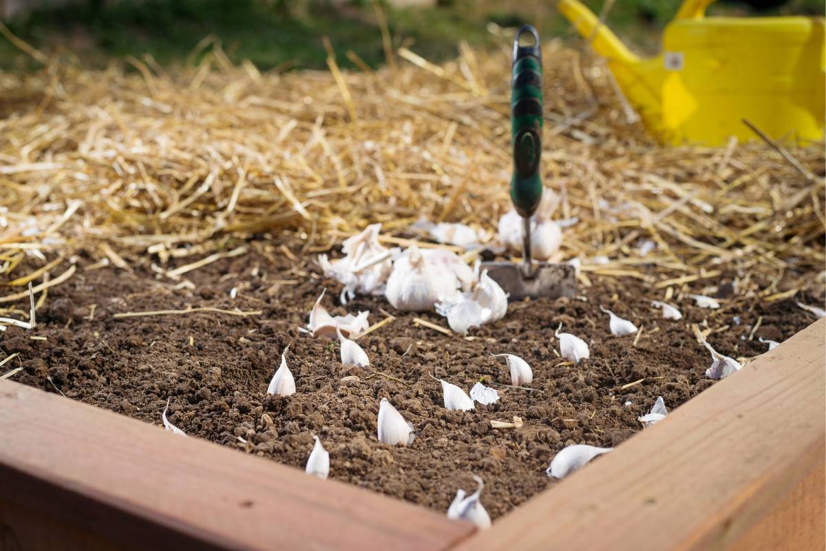 Garlic cloves being planted in neat rows in a raised garden bed