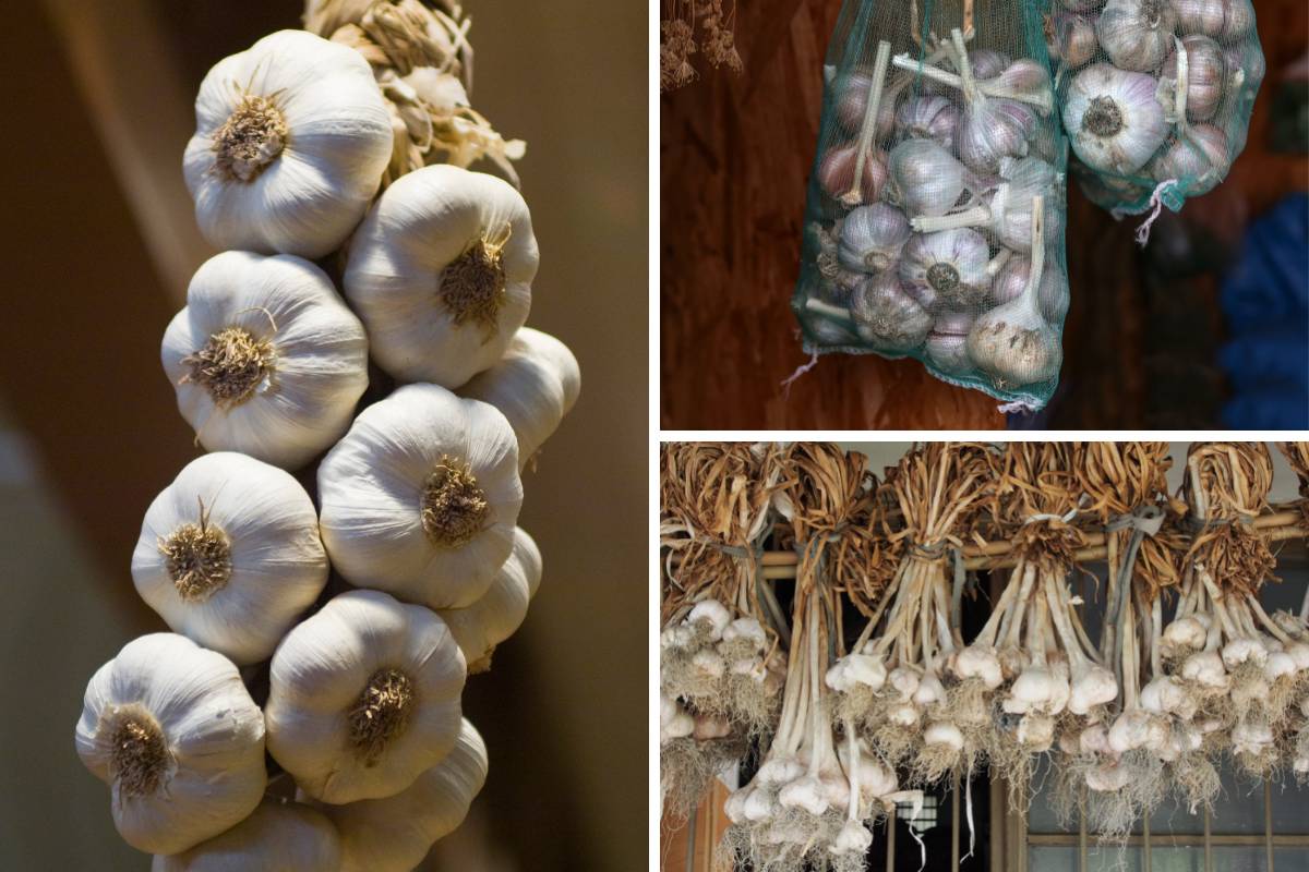 Garlic stored in braids, net bags and trays