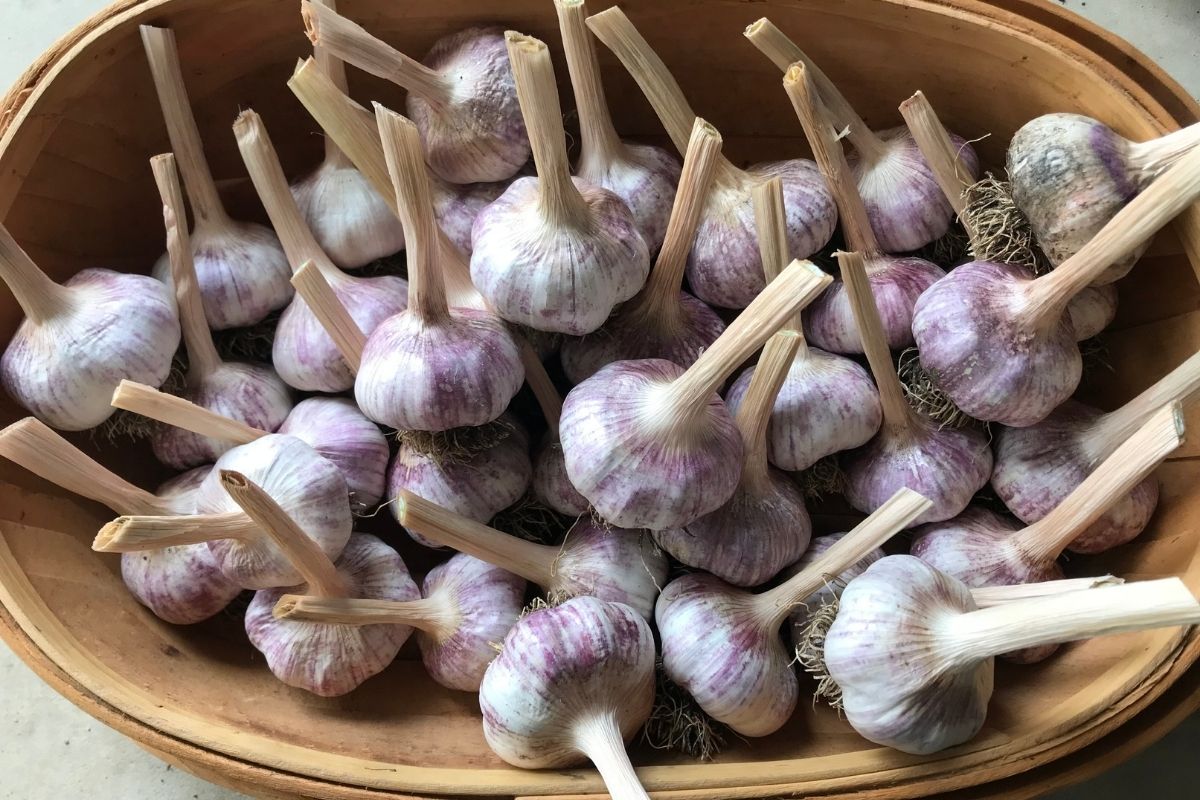 Garlic in wicker basket
