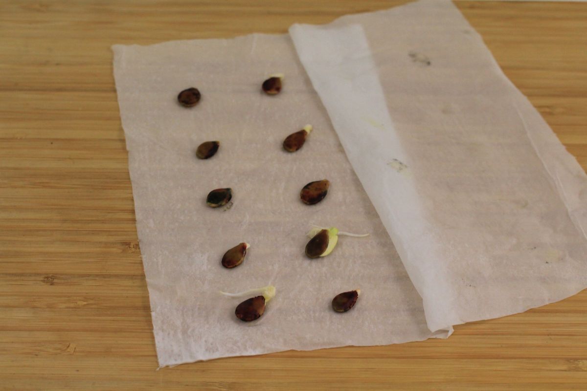 germinated pumpkin seeds after 10 days