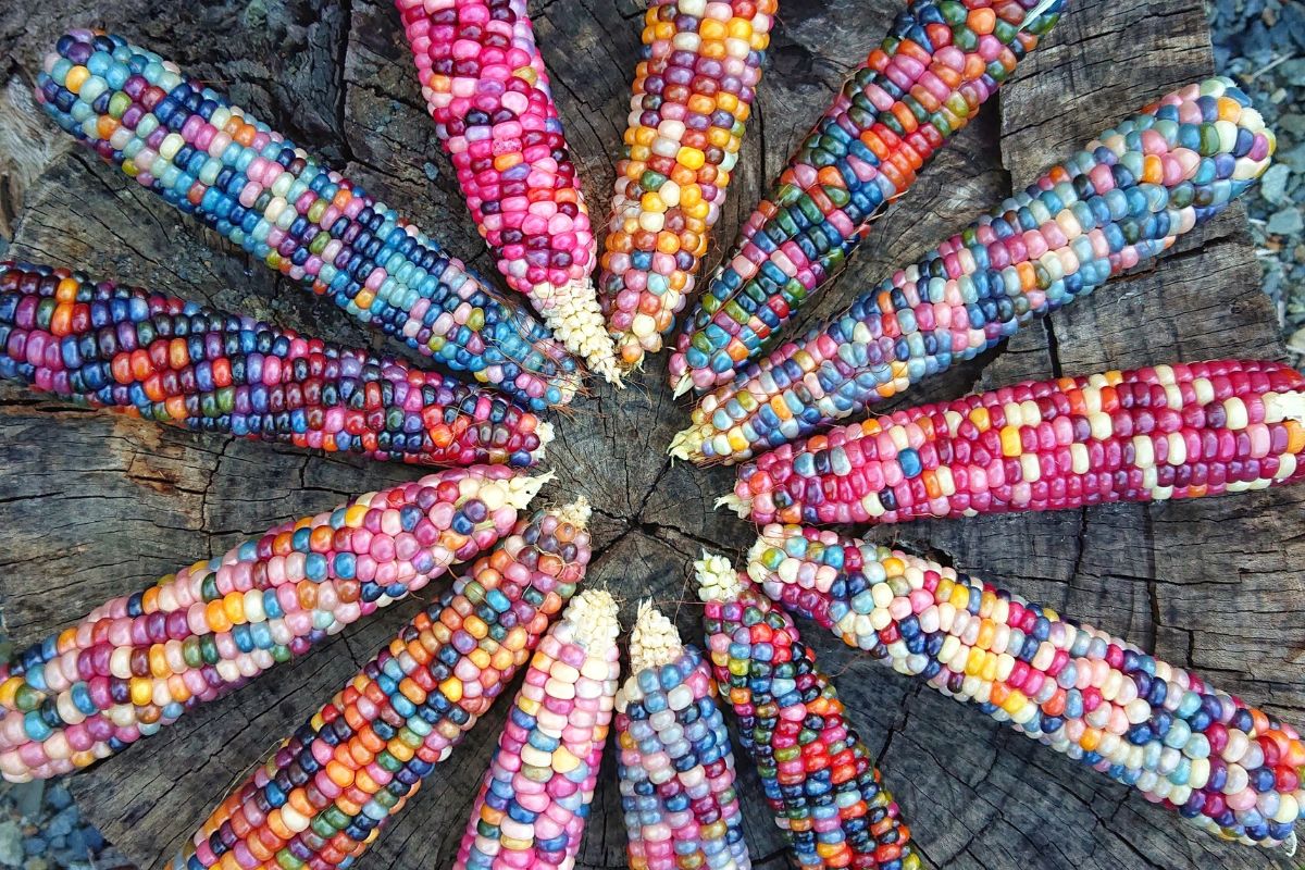 Glass gem corn circle pink rainbow purple blue