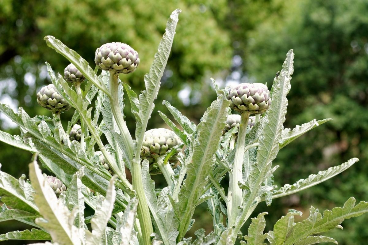 Globe artichoke plant