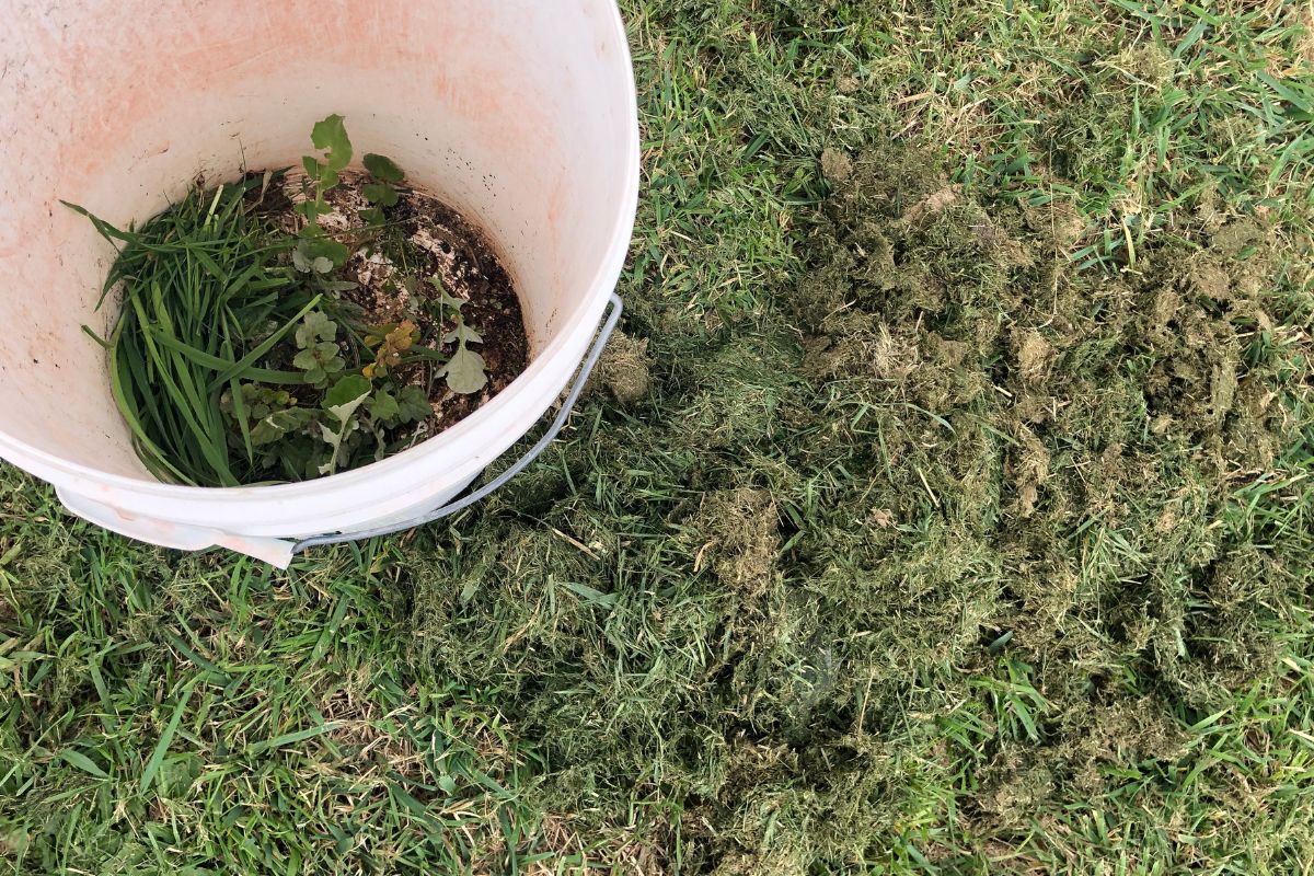 Grass clippings in a bucket
