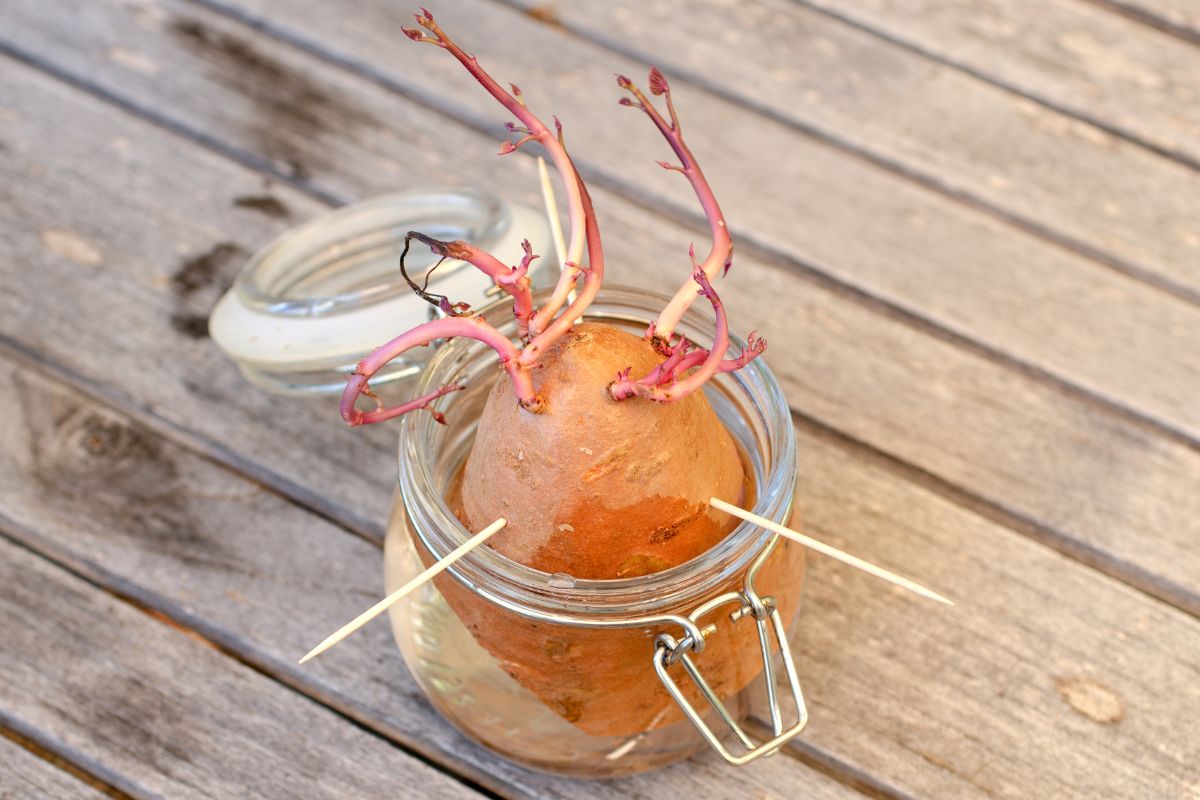 Growing sweet potato shoots in a jar of water