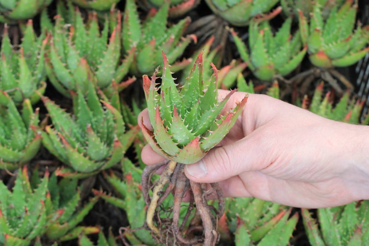 A photo of a bare-rooted 'Harlequin' aloe plant