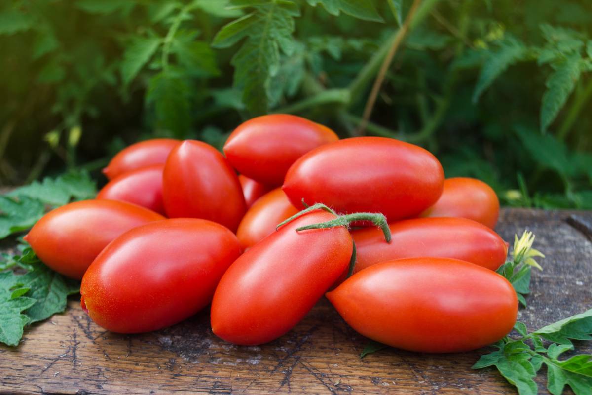 A photo of a pile of ripe, freshly harvested Roma tomatoes