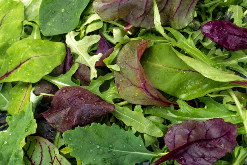 Baby leaf salad