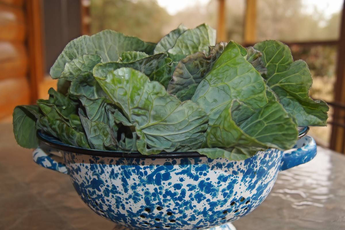 Harvested collards in a colander