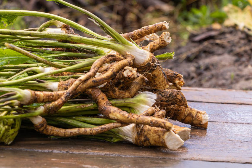 Harvested roots of horseradish