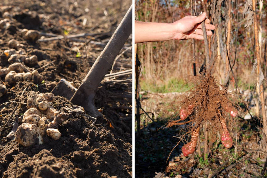 Harvesting Jerusalem artichoke tubers