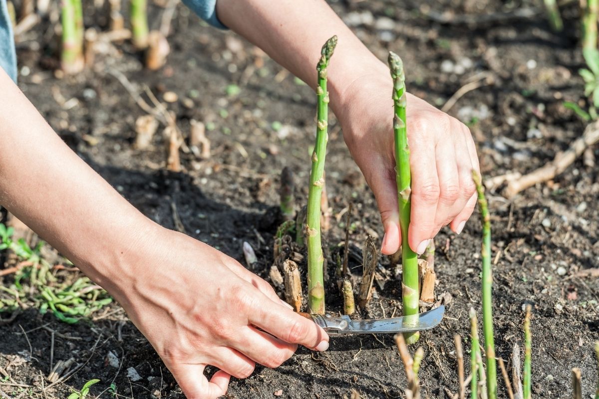 A person cutting an asparagus spear to harvest it