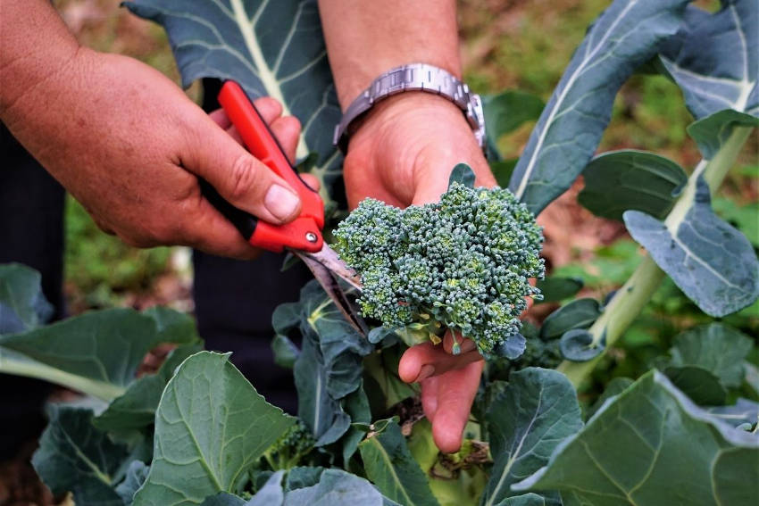 Harvesting Broccoli