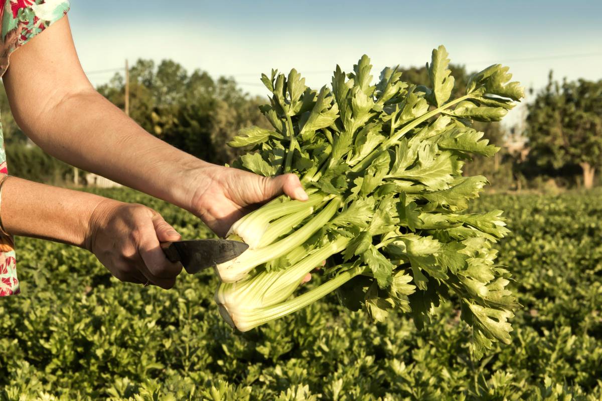 Harvesting celery with blanched stalk bases