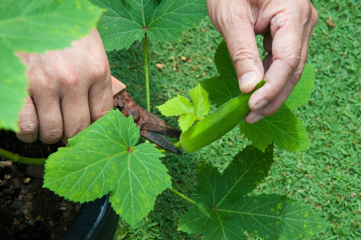 Harvesting okra in a vegetable garden