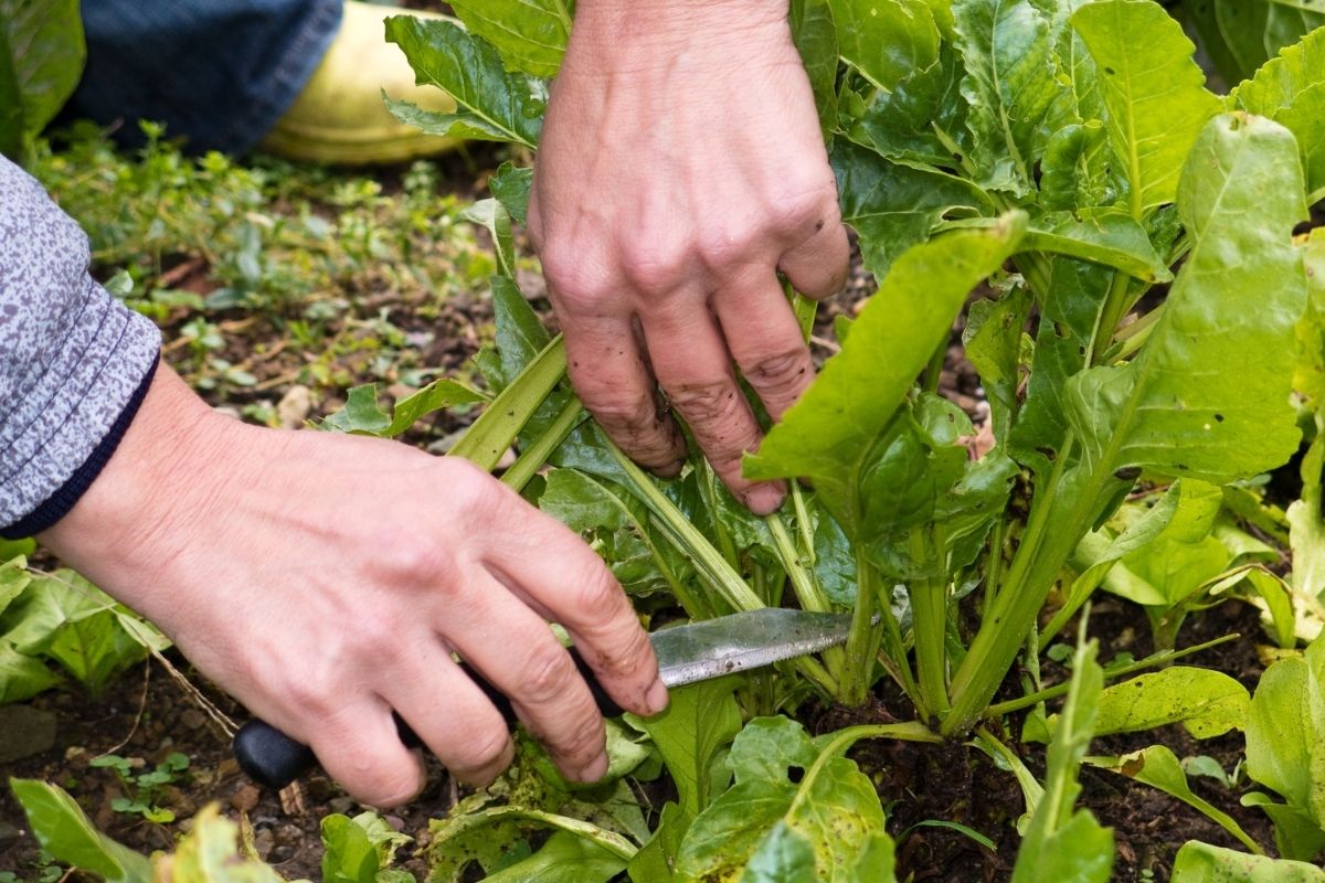 A person cutting stalks of silverbeet from a plant