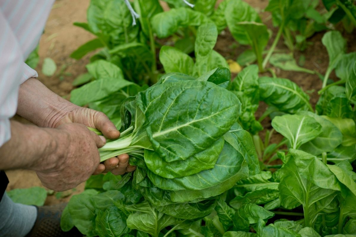 A person picking individual silverbeet leaves