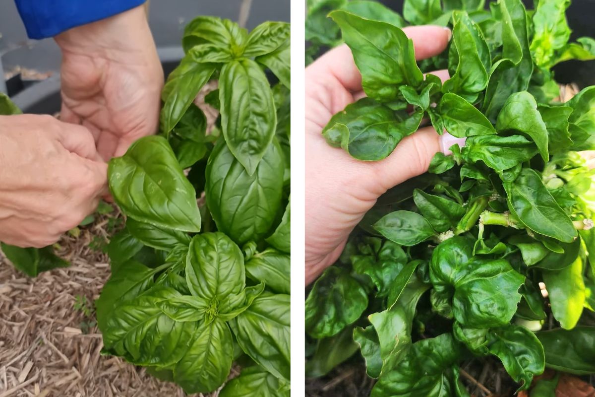Basil and spinach harvest