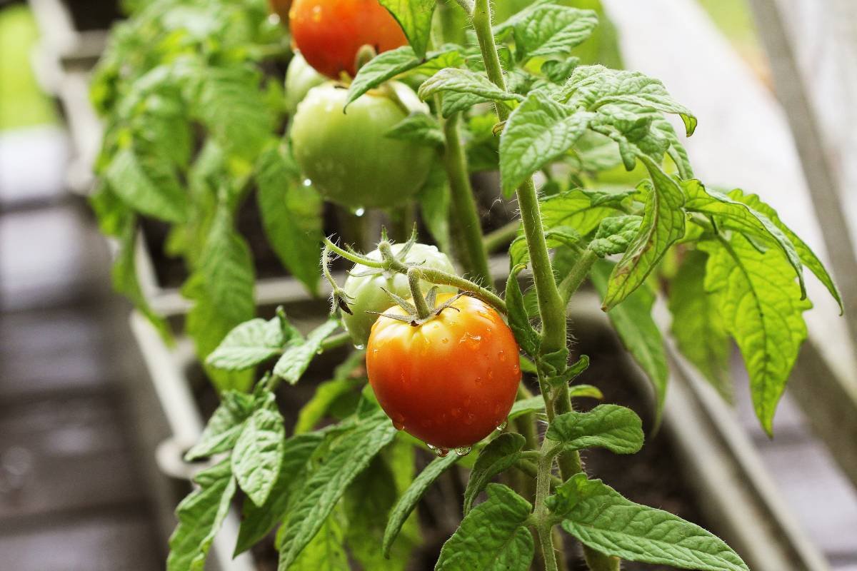 Healthy tomato plants growing in containers on a balcony