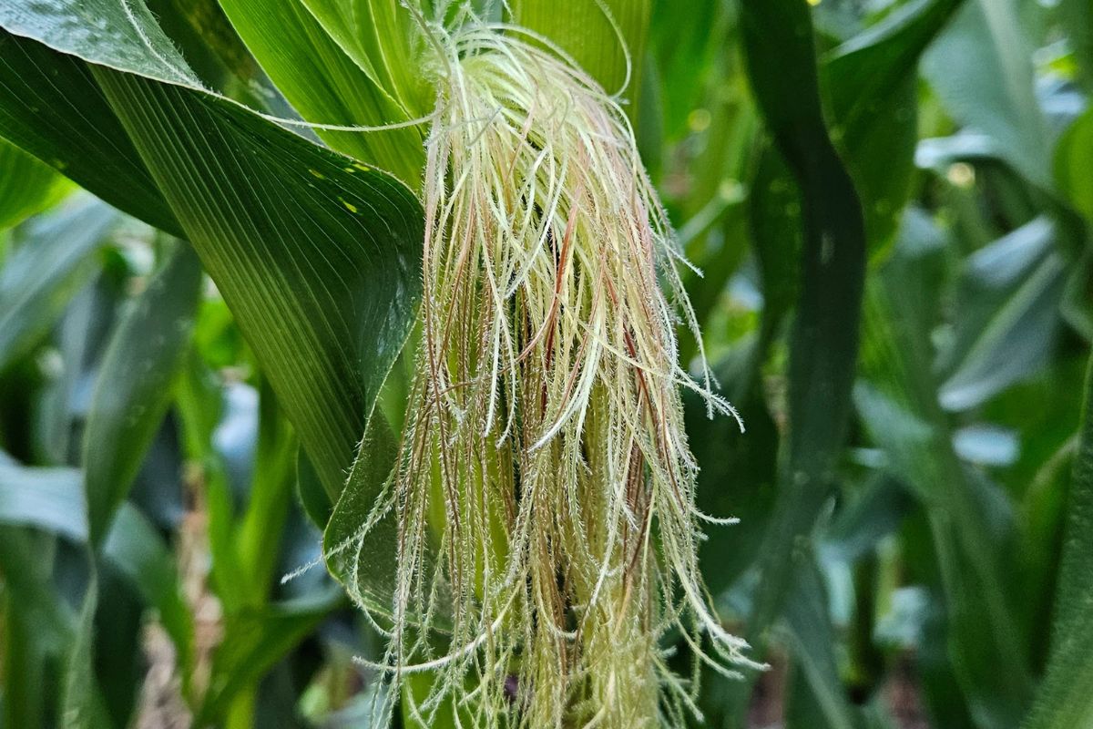 Healthy example of corn silks