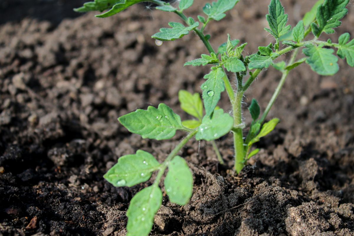 Healthy seedling tomato damping off
