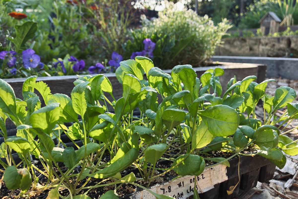 Healthy seedlings before planting