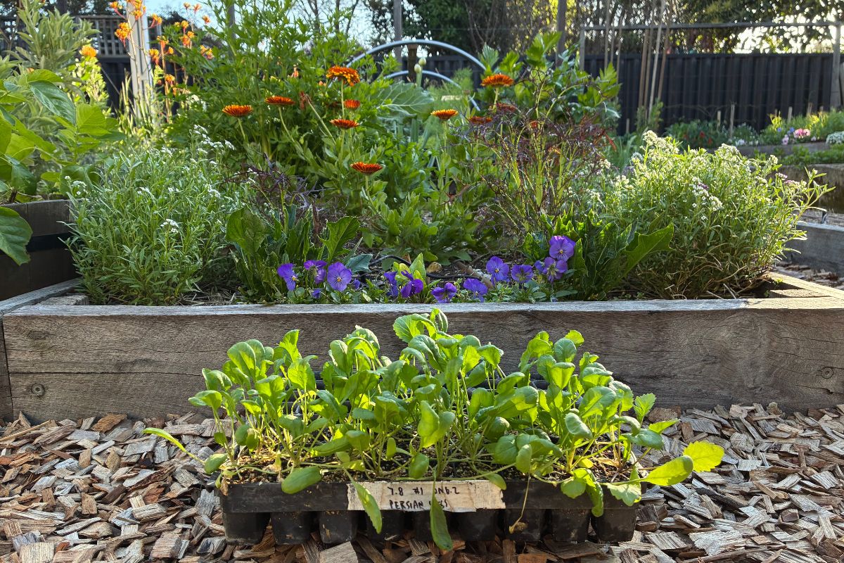 Healthy seedlings ready to make the move into the garden