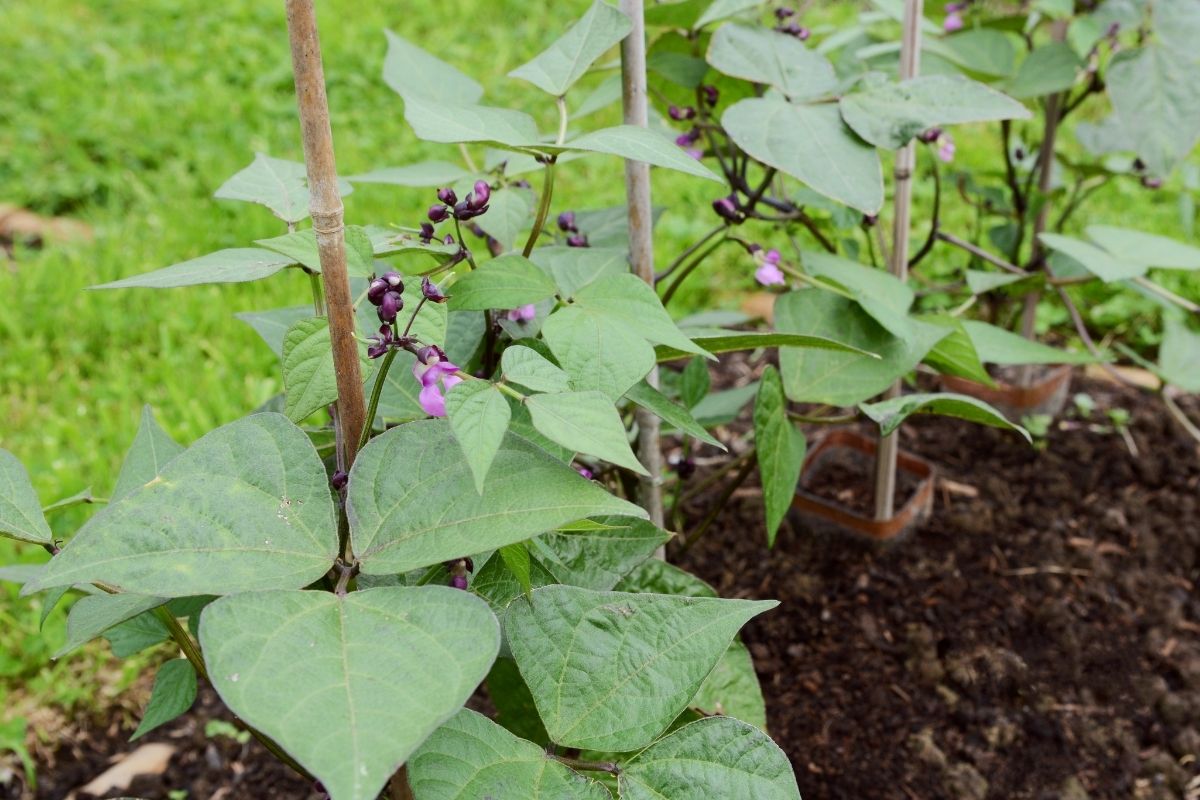 Heirloom dwarf or bush beans growing in a garden