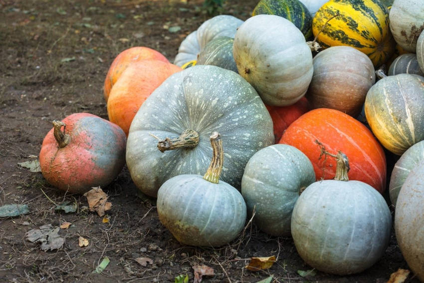 Heirloom pumpkins curing