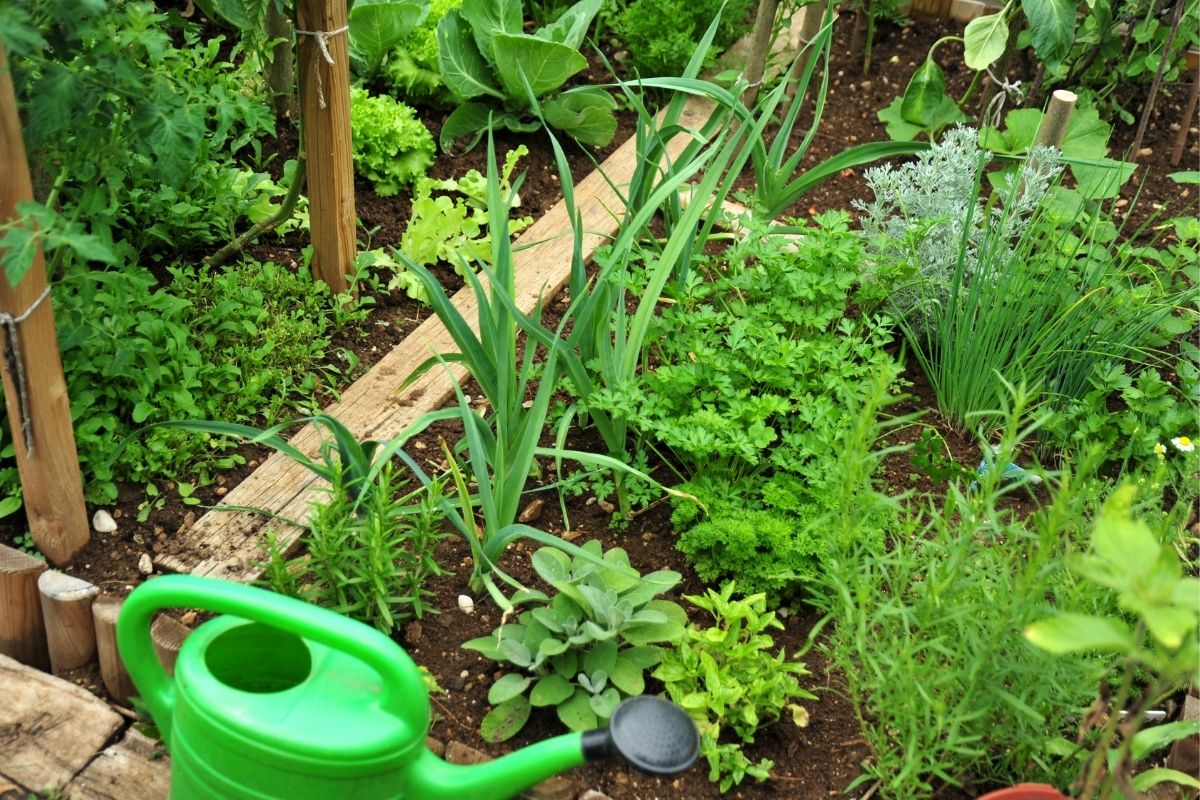 A herb and vegetable garden with a green watering can