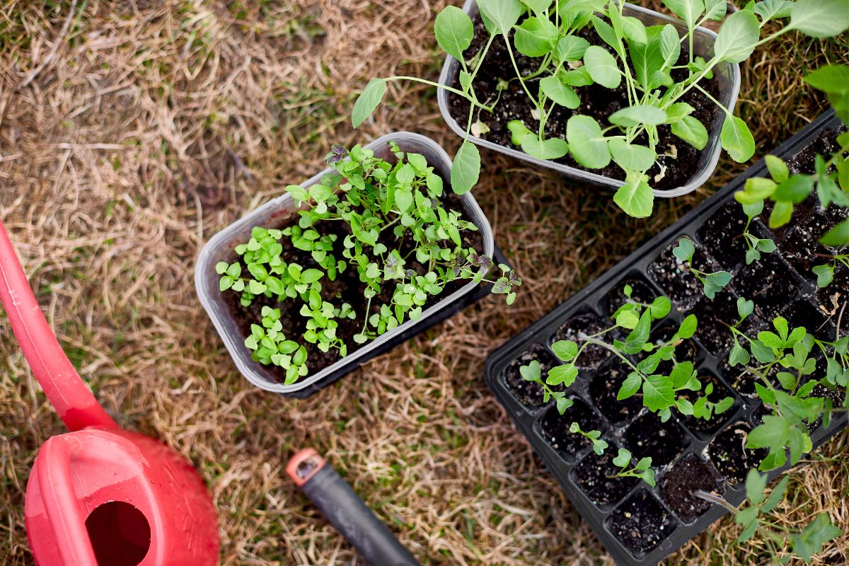 Containers of herb and vegetable seedlings sitting on straw mulch ready to plant out in the garden