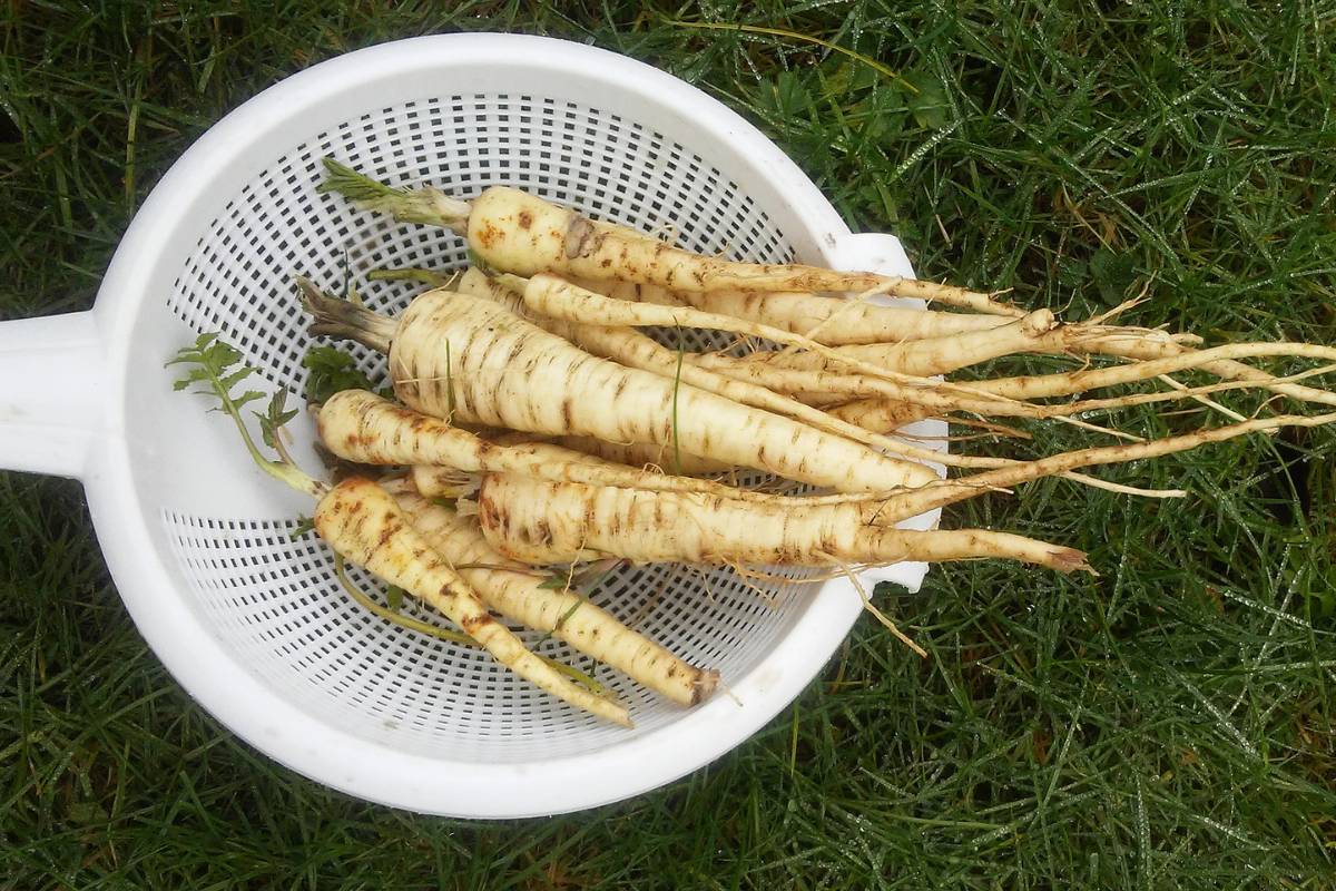 A photo of freshly harvested home grown parsnips with their tops removed, in a colander