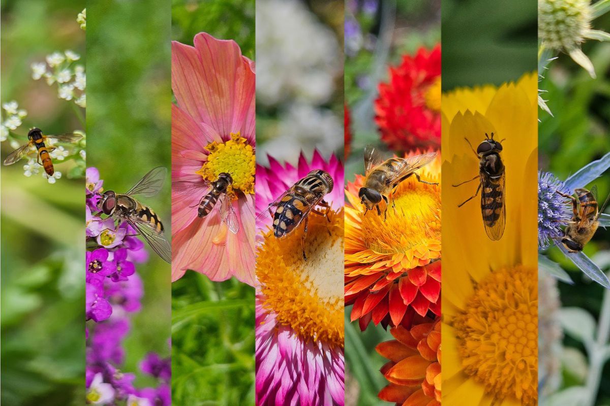Hoverflies Drone flies