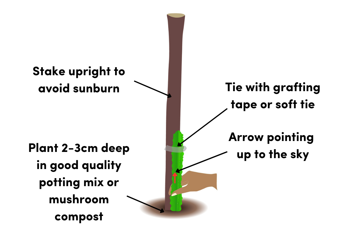 A diagram showing how to plant dragon fruit cuttings