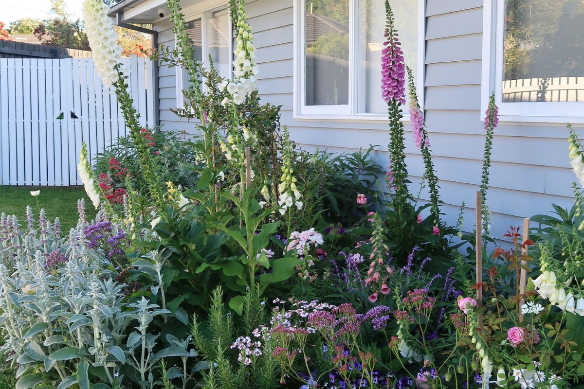 Foxgloves against weatherboard cottage
