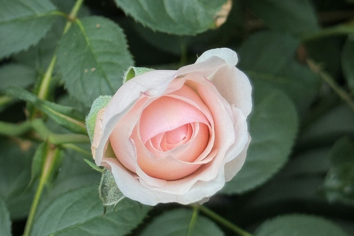 How t plant bare-rooted roses pink rose