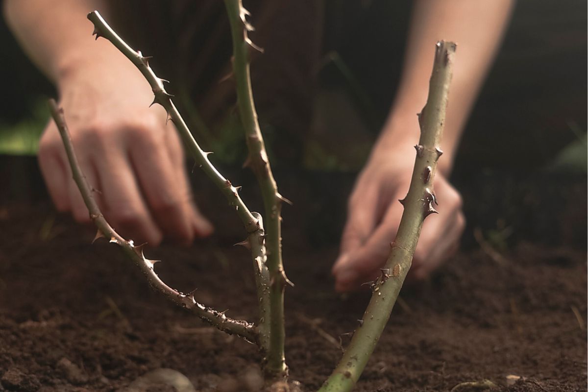 How to plant bare-rooted roses
