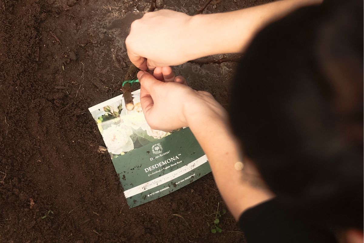 How to plant bare rooted roses david austin desdemona