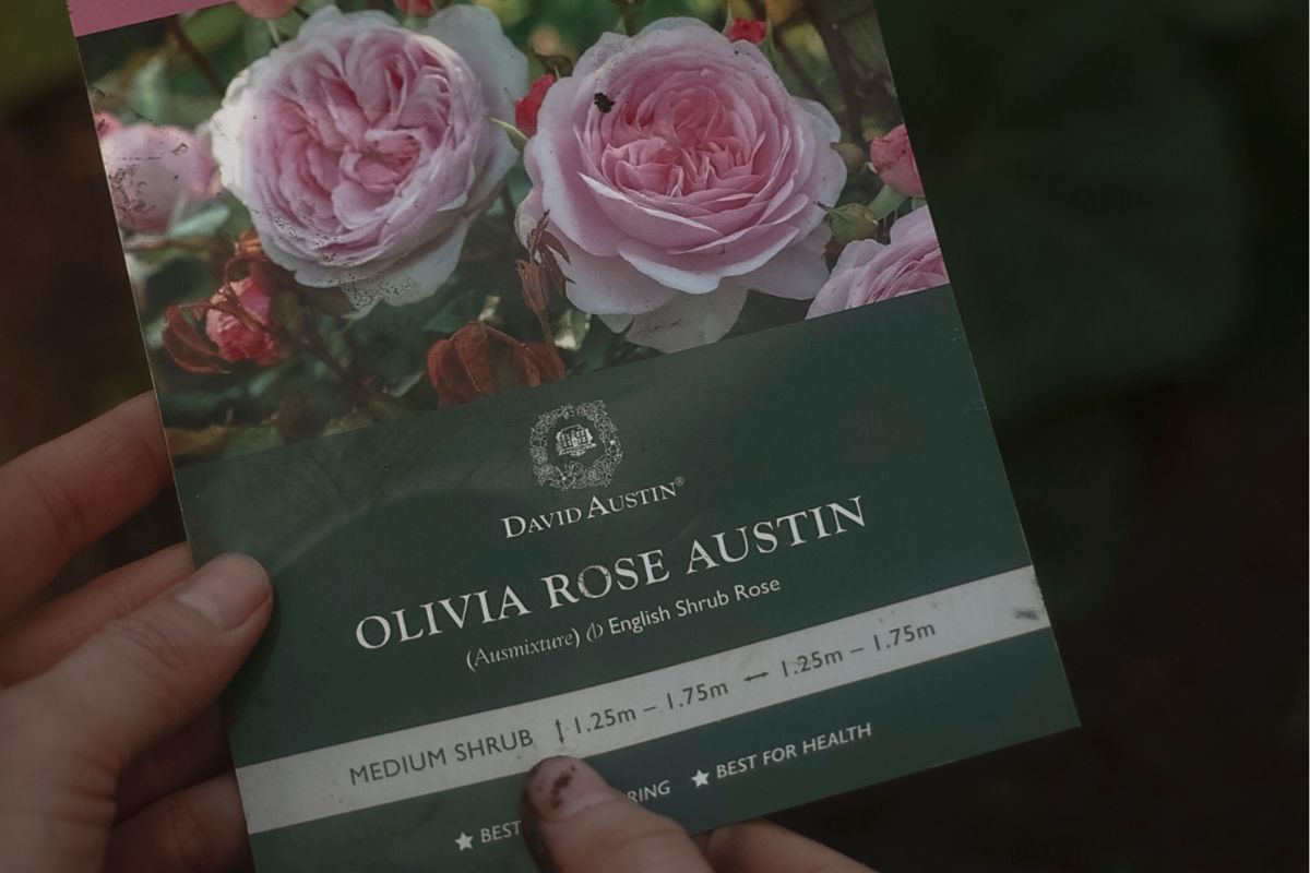 How to plant bare rooted roses david austin oliva rose austin