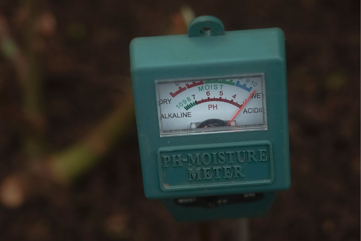 How to plant bare rooted roses ph moisture tester