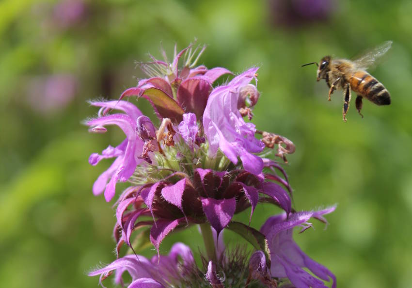 Bee on Bergamot