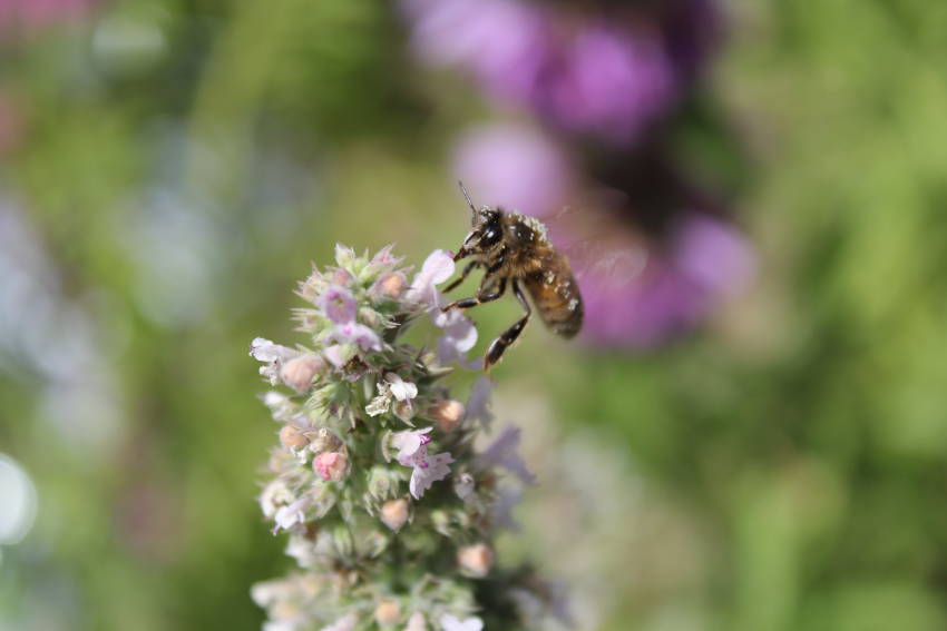 Bee on Catnip