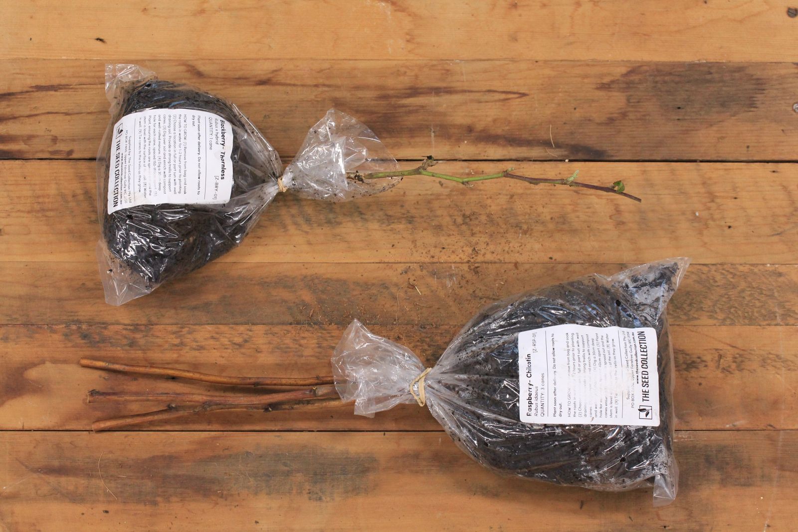 A photo showing packaged berry canes. One bag has one blackberry cane and one bag has three raspberry canes. The canes are packaged in plastic bags and potting mix with a label with basic planting instructions.