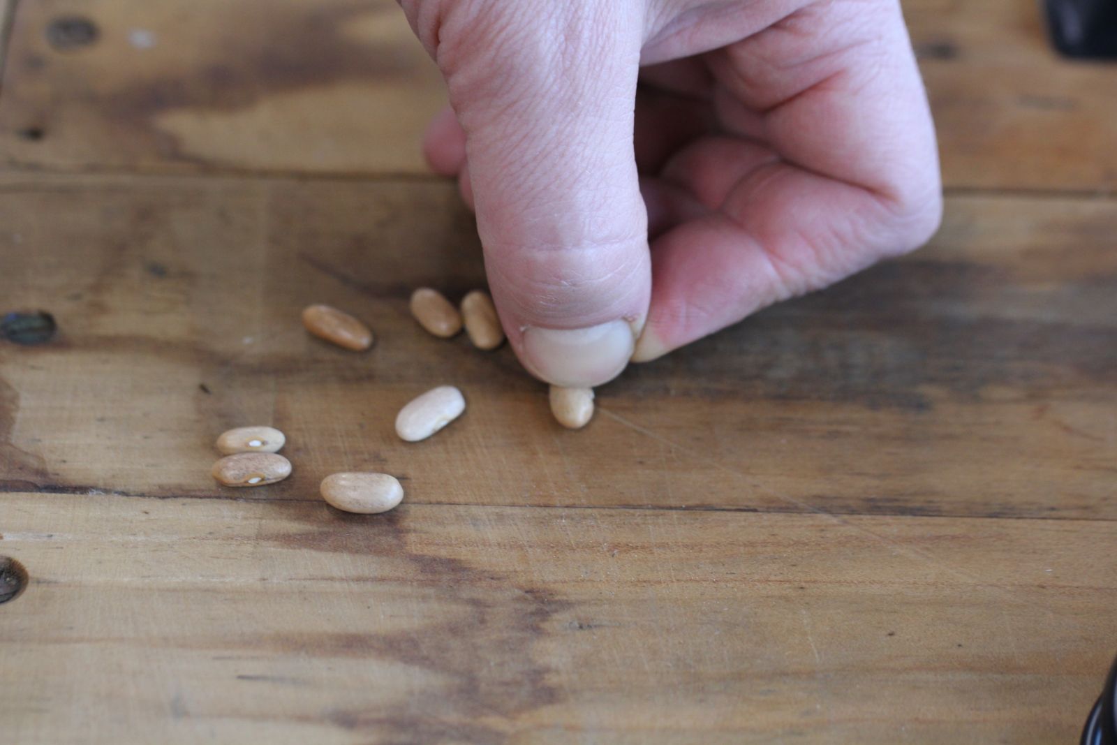 A person's hand doing the 'thumbnail test' on a bean seed, pressing a thumbnail into the bean seed